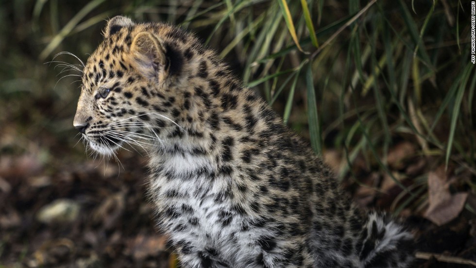 Amur Leopard, a rare species of leopard living on the borders of Russia and China, was the winner of the 2013 WWF award dedicated to the positive evolution of an endangered species, but remains critically endangered. 