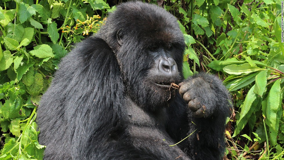 As humans move more into the mountain gorillas&#39; territory, the gorillas have been pushed farther up into the mountains, forcing them to endure dangerous and sometimes deadly conditions, the WWF report on the planet says.