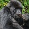 WWF mountain gorilla