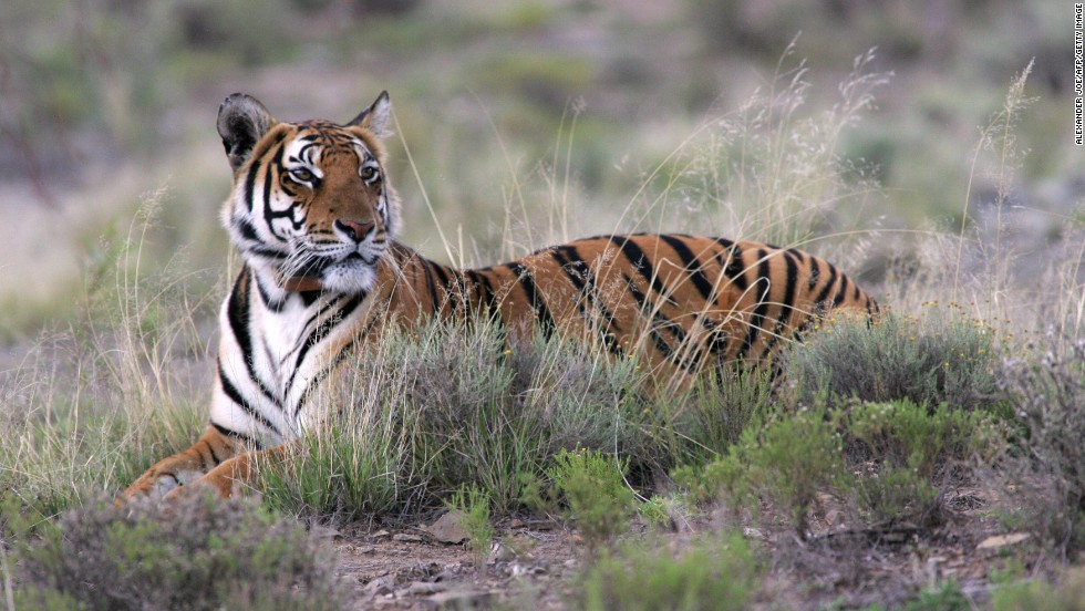 The South China tiger is considered &quot;functionally extinct,&quot; as it has not been sighted in the wild for more than 25 years.