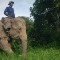 WWF elephant