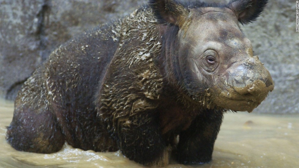 Sumatran rhino populations are extremely threatened by poaching, the WWF says.