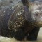 WWF sumatran rhino