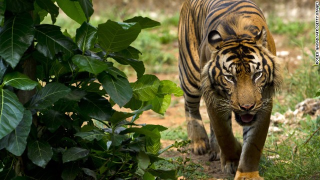 23 Ekim 2013'te Jakarta'daki Ragunan Hayvanat Bahçesi'ndeki muhafazasında kritik tehlike altındaki bir Sumatra kaplanı yürüyor.