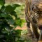 WWF sumatran tiger