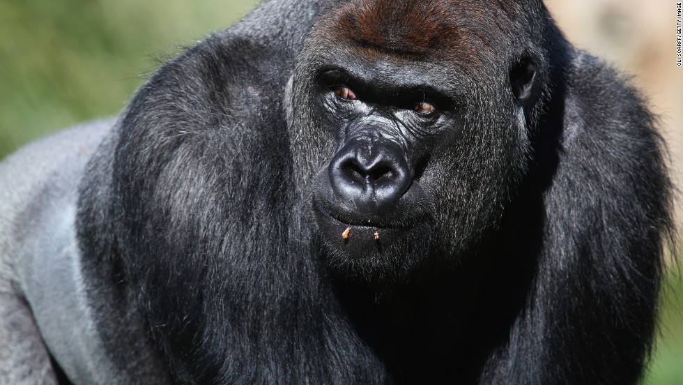 Western lowland gorillas are critically endangered species. Because of poaching and disease, their numbers have declined by more than 60% over the last 20 to 25 years, according to the WWF&#39;s report.