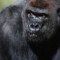 WWF gorilla lowland