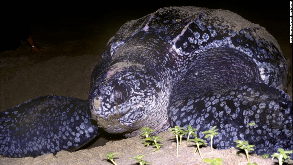 Leatherback turtles are the largest sea turtle species and also one of the most migratory, crossing both the Atlantic and Pacific Oceans. According to WWF, their numbers have seriously declined during the last century as a result of intense egg collection and fishing.