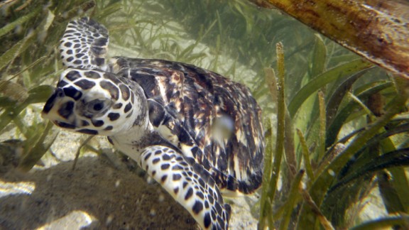 hawksbill sea turtle predators hawksbill sea turtle predators