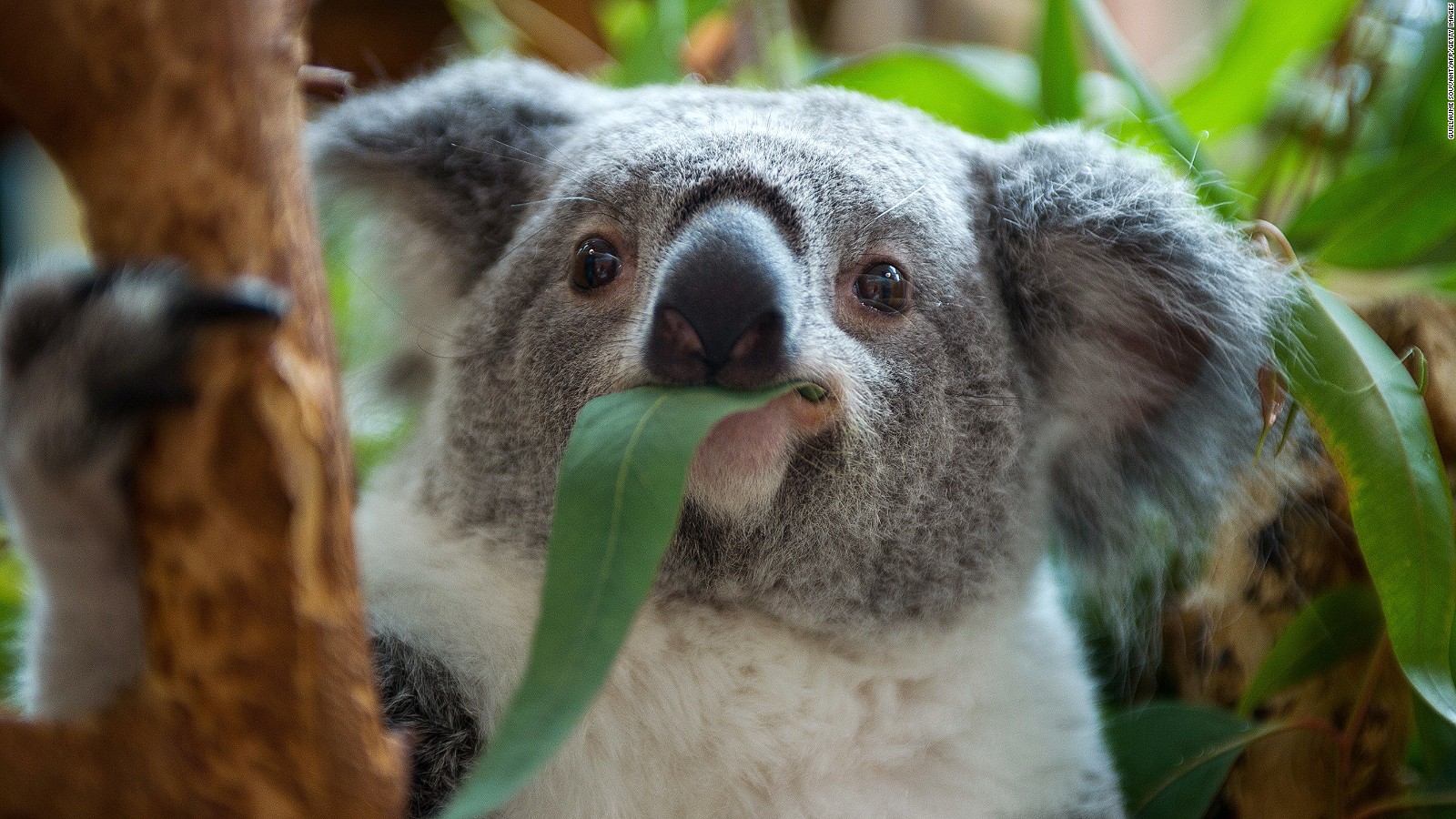 Weird facts about Australia's cutest native species - CNN Video