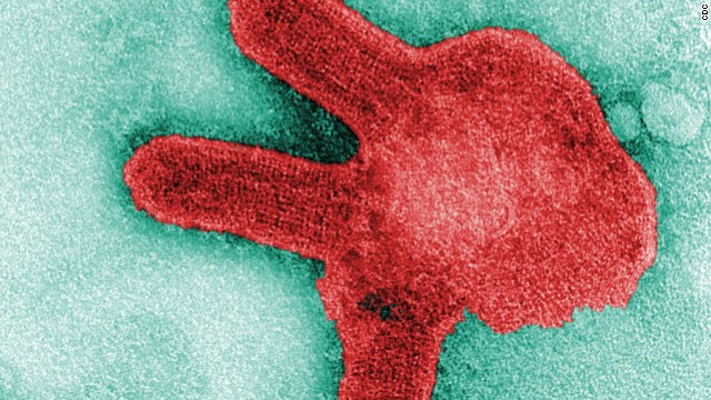 A microscopic image of the Marburg virus.