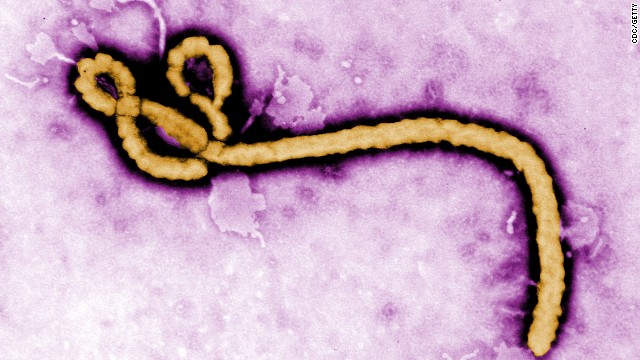 Caption:UNDATED: In this handout from the Center for Disease Control (CDC), a colorized transmission electron micrograph (TEM) of a Ebola virus virion is seen. As the Ebola virus continues to spread across parts of Africa, a second doctor infected with the disease has arrived in the U.S. for treatment. (Photo by Center for Disease Control (CDC) via Getty Images)
