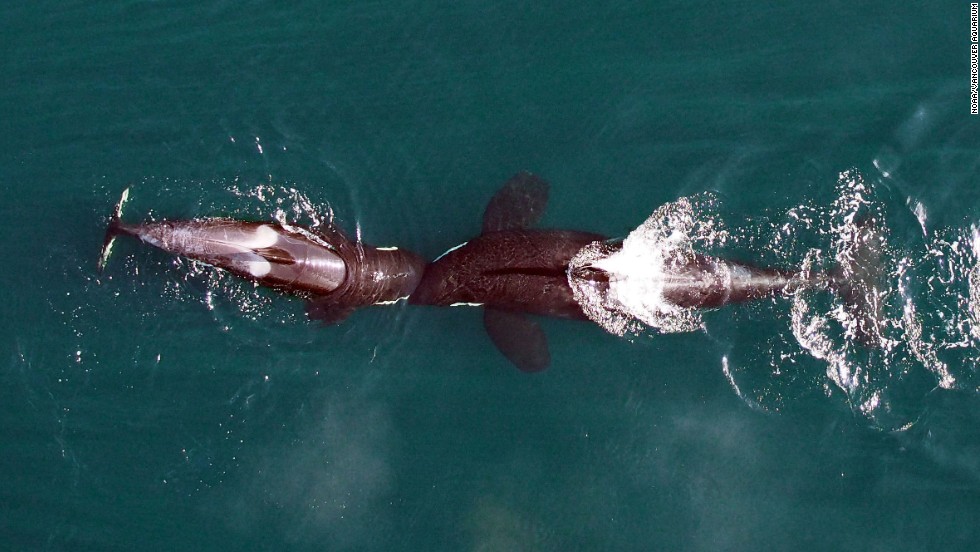 Drone Shows Life And Death Of Killer Whales Cnn