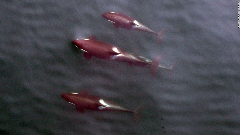 A group of northern resident killer whales, photographed by an unmanned aerial vehicle from 100 feet.&lt;br /&gt;