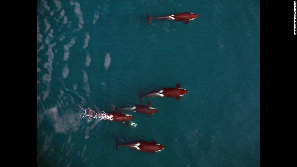 This photo offers an interesting study in comparative body condition of killer whales. The female at top appears skinny and in poor condition. The female in the middle appears healthy and well-nourished. The whale at bottom is pregnant, her body bulging aft of the rib cage.