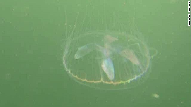 Stunned resident finds jellyfish in ... - CNN Video