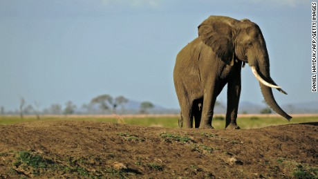 &#39;Queen of Ivory&#39; arrested in Tanzania