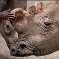 Suni last northern white rhino