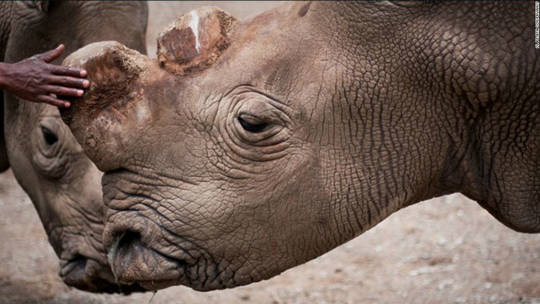 Sudan is one of a handful of northern white rhinos left worldwide. 