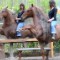 clemence faivre horse show training 
