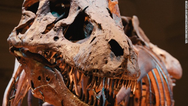 Sue, the largest and most complete Tyrannosaurus rex ever found, is shown on display May 17, 2000 at the Field Museum in Chicago