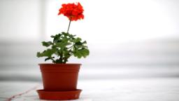 141029115757 pot plant hp video New study finds that your plants might need a cocktail