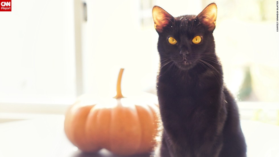 &lt;a href=&quot;http://ireport.cnn.com/docs/DOC-1182012&quot;&gt;Salem&lt;/a&gt; is &quot;the quintessential black cat,&quot; with fur &quot;softer than silk&quot; and &quot;unbelievably expressive&quot; yellow eyes, says Brandon Blatter. He suggests experimenting with exposure when photographing a black pet. &quot;By overexposing the photo, more detail is brought out of their black fur,&quot; he says.
