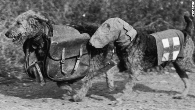 Honoring Britain&#39;s WWI &#39;war dogs&#39;