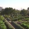 Cape Town urban farms