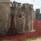 Tower of London poppies spreading