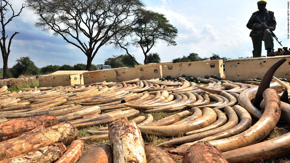 &quot;The Ivory Game&quot; traces the bloody paper trail of of illegal ivory as it moves between Africa and Asia. Pictured: Kenya Wildlife Services ranger guards an ivory haul in August 2010.