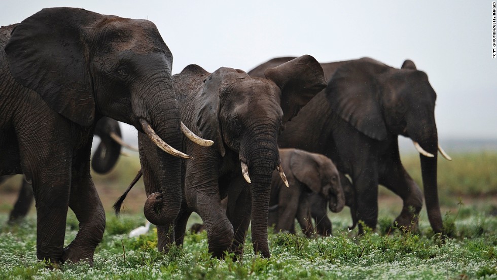 Ivory traders actually want elephants to go extinct, as this would hike up the price and demand for &quot;white gold&quot;, explains Craig Millar of the Big Life Foundation.&lt;br /&gt;Pictured: elephants at the Amboseli game reserve, Kenya in December 2012.