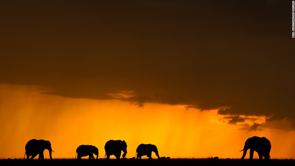 For director Kief Davidson, it is imperative that the Chinese educate themselves about where ivory really comes from. He hopes &quot;The Ivory Game&quot; will have a massive and immediate impact. Pictured : elephants in Mara North Conservancy, July 2014.