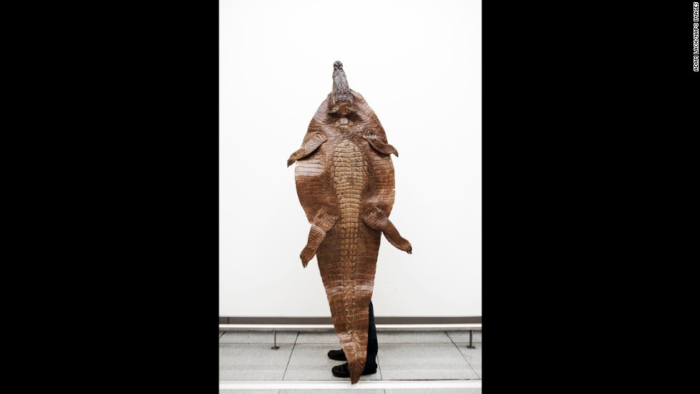 A traveler wanted to bring back this Nile crocodile to use as a bathroom rug.