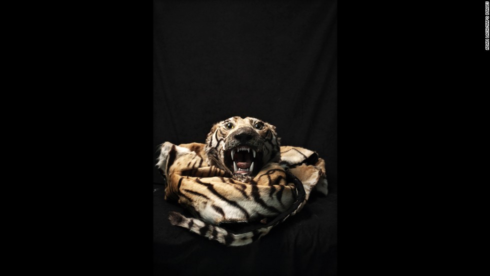 A tiger skin is among the illegal items that have been confiscated over the years at Warsaw Chopin Airport in Warsaw, Poland. Photographer Adam Lach recently documented some of the items as part of his project &quot;Human Tsunami.&quot;
