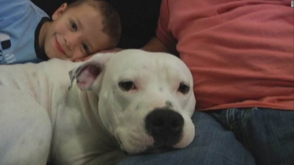 Family fights to save pit bull from being 'impounded' CNN