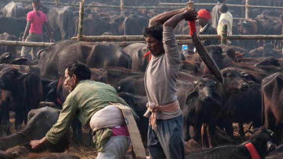 Inside Gadhimai The World S Biggest Ritual Slaughter Cnn