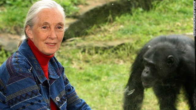 jane goodall chimpanzee harassment of females