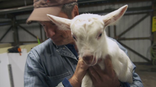 Mike Rowe Goats Hot Sex Picture