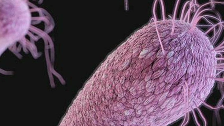 How bugs become superbugs