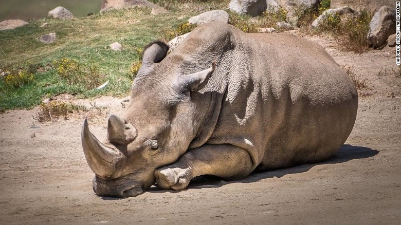 Northern White Rhino Dies 5 Left Worldwide Cnn 