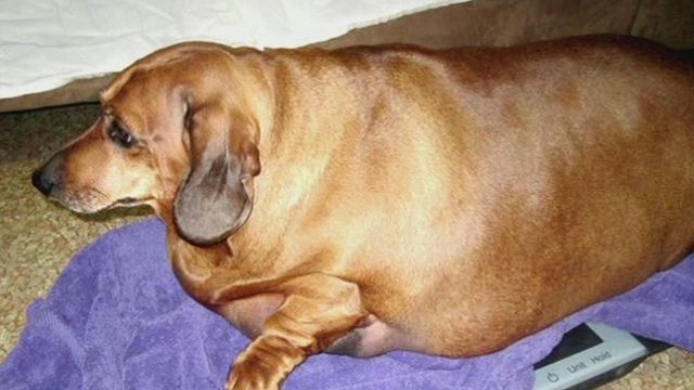 77 pound wiener dog