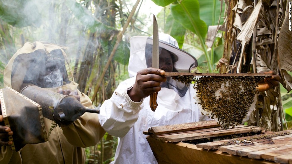 Fumsi founded the cooperative in 1997 but it wasn&#39;t until she met traveling beekeeping trainer Alan Morely from volunteer organization, &lt;a href=&quot;http://www.beesfordevelopment.org/what-we-do&quot; target=&quot;_blank&quot;&gt;Bees for Development&lt;/a&gt;, that things really started to buzz. The international philanthropic group assists would-be beekeepers by training them in the art of apiculture and teaching them how to build and manage hives. 