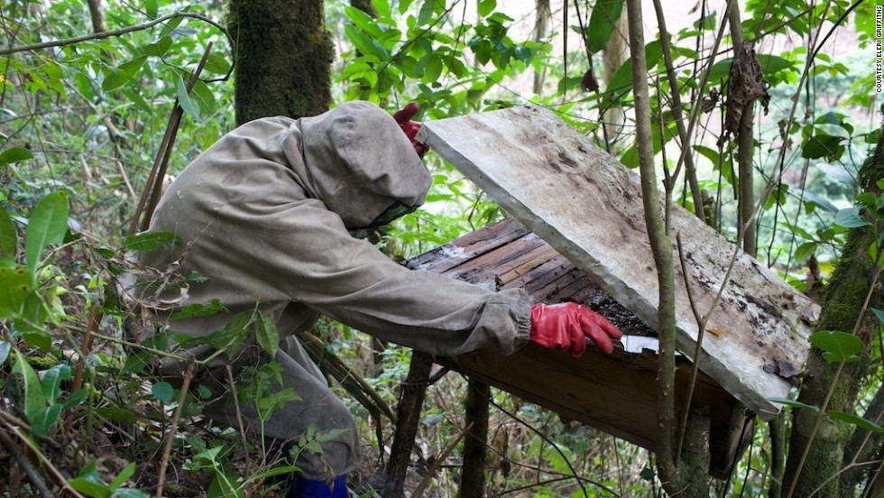 Griffiths&#39; spent three weeks traveling around the north-west region visiting keepers who had set up their own hives. She explains that there is now a strong network of apiculturists high up in the mountain. &lt;br /&gt;&lt;br /&gt;&quot;Once you know one beekeeper there, you go through a network who are all in touch with one another, learn from one another. Also things like sharing equipment. Beekeeping equipment is strangely quite expensive, even to have a suit. Beekeeping suits protect yourself from stings but are quite expensive, so its easier to get together and share these things.&quot; 