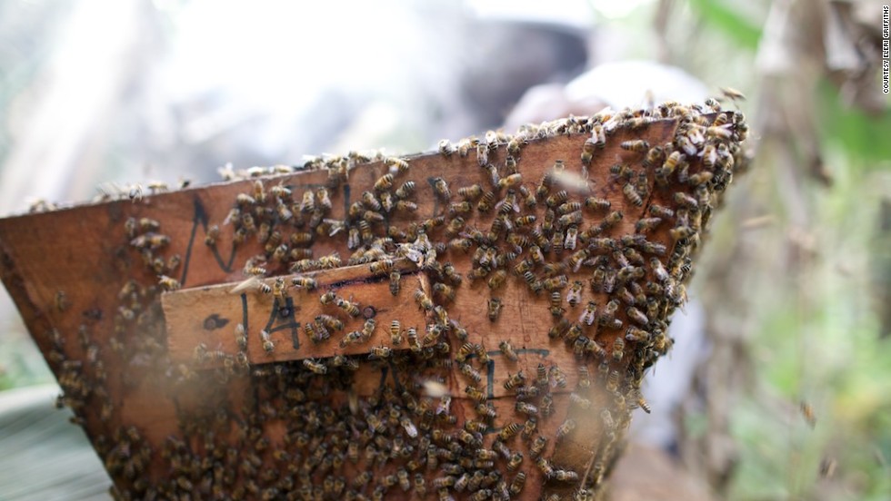 While beekeeping was not uncommon in the region, it was mainly reserved for the men of the villages, explains Fumsi. &quot;But I said, &#39;the women could still do something. They shouldn&#39;t just allow them because the man is already on the farm. The woman can have a little piece of it.&#39;&quot;