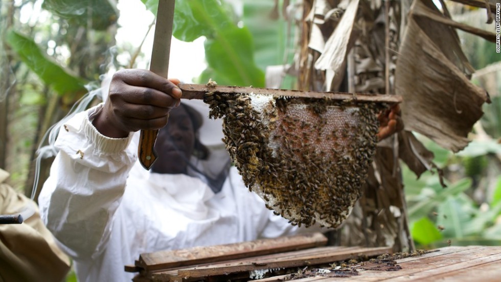 Fumsi explains: &quot;I&#39;d always had this idea of working with women because I came from a single home where my mother raised me all by herself. She was a widow and I was two. So this passion of working with women I developed from there.&quot; Here, local beefarmer Bridget Mbah extracts honey from a top bar bee hive. 