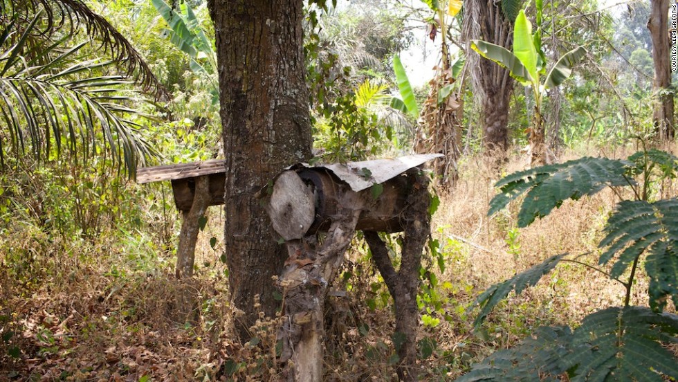 At the beginning, there were just 15 beekeepers-in-training, but over the years the group has increased to over 50 women. Fumsi puts this success to its ease when compared with traditional farming in the region. &quot;With beekeeping -- it&#39;s less costly, its less timely, it&#39;s just within their reach. That&#39;s why I got interested in it at the beginning.&quot;&lt;br /&gt;&lt;br /&gt;Here are two of Fumsi&#39;s cylinder hives made from hollow tree trunks.