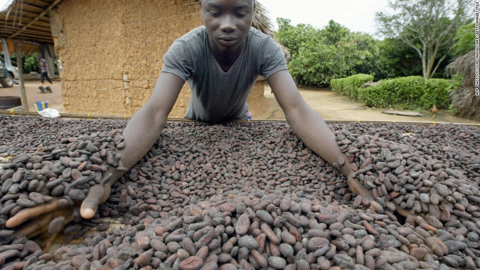 The cocoa beans are fermented for six days with three turnings before drying for another seven days in the sun.