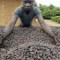 Ghana worker prepares cocoa beans AFP PHOTO ISSOUF SANOGO AFP Getty Images