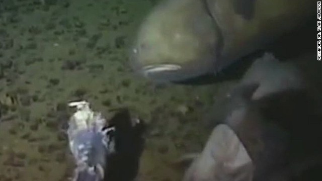 New Fish Discovered In Deepest Place CNN Video   141219135655 New Species Fish Discovered Mariana Trench 00002512 Story Top 